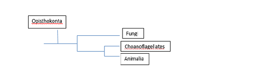 Phylogenic tree courtesy of Zach Stoflet