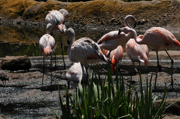 Phoenicopterus chilensis