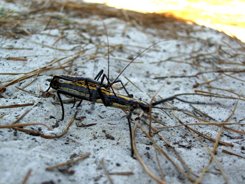 An orange form pair of two-striped walking sticks on a sandy beach. Photo used courtesy of Wikimedia Commons.