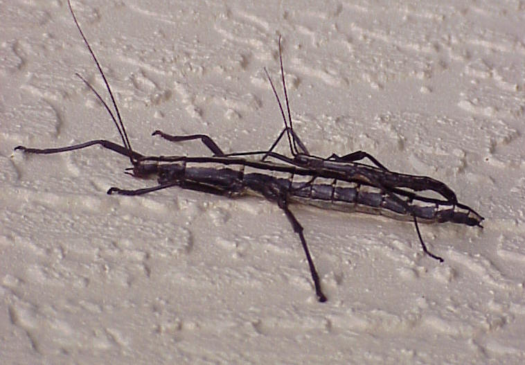 A male two-striped walking stick riding his female mate. Photo used courtesy of Christopher Tozier.