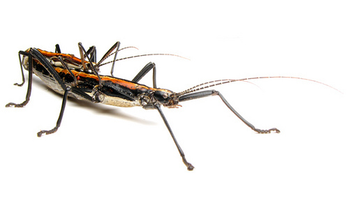 A male two-striped walking stick riding his female mate. Photo used courtesy of Crystal Ernst.