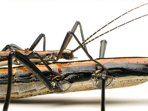 A pair of striped walking sticks equipped with their unique chemical defense. Photo used courtesy of Crystal Ernst.