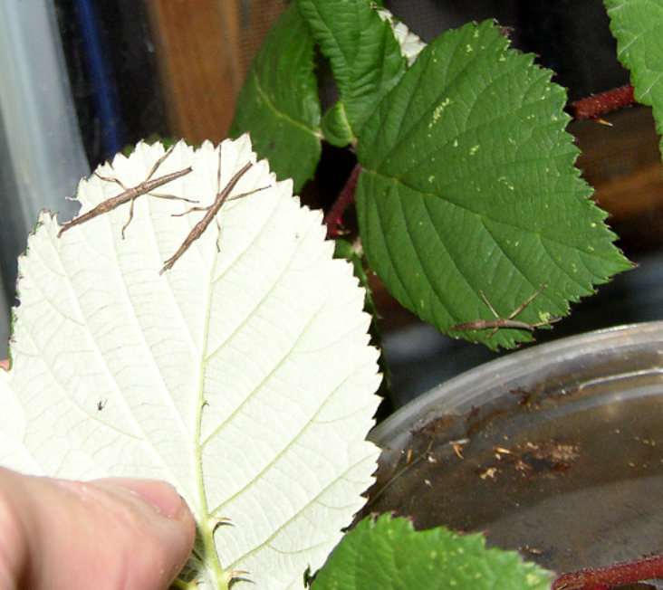 Newly hatched two-striped walking stick nymphs. Photo used courtesy of PhasmidsinCyberspace.com