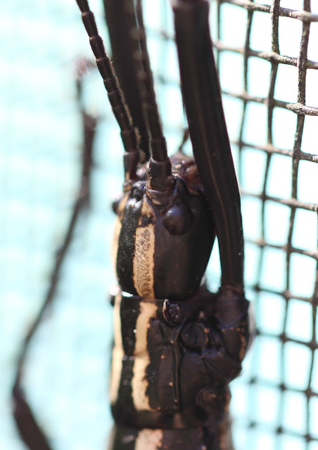 Close up of a two-striped walking stick and its prothoracic gland. Photo used courtesy of Christopher Tozier.