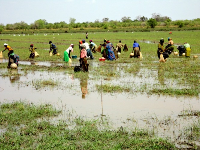 Mass Fish Harvesting