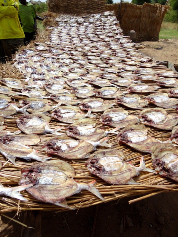 Fish Drying