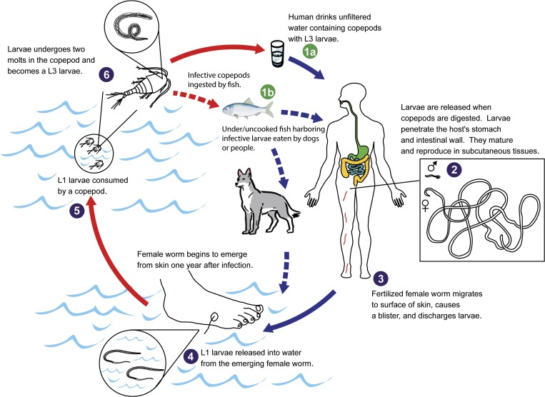 Life Cycle