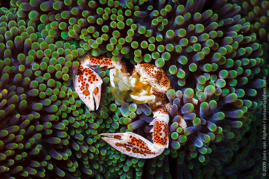Image of the Spotted Porcelain Crab, with permission from Joris van Alphen