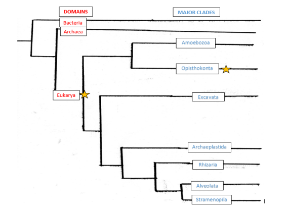 Phylogenetic tree displaying the three major kingdoms and the seven major clades of species.