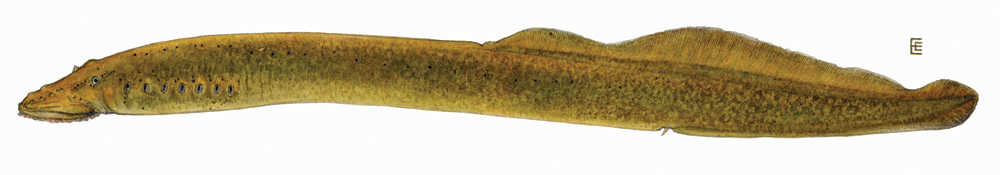 Silver Lamprey