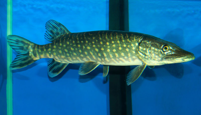 Nothern Pike, (Esox luciu), are known predators of Silver lamprey.  Picture courtesy of Wiki Commons.