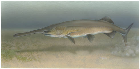 Paddlefish Drawing. Credit: Timothy Knepp