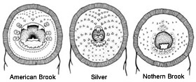 Mouths of different lamprey species