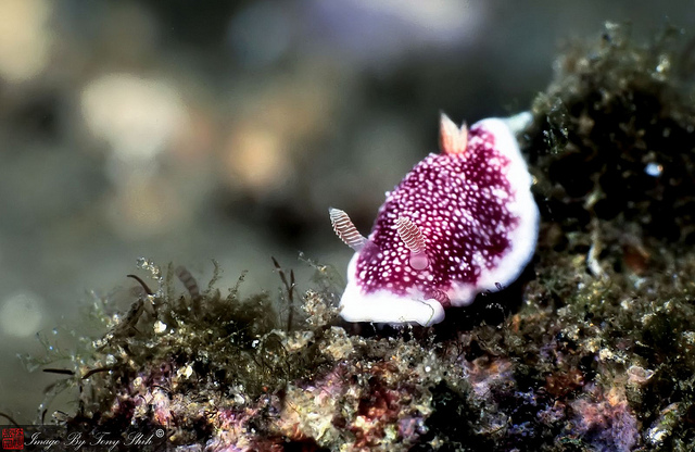 chromodoris reticulata