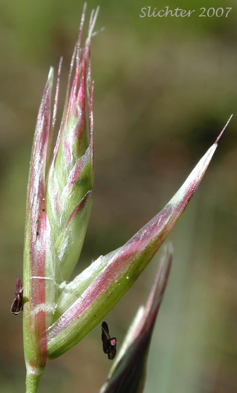 Photo of California oatgrass with permission