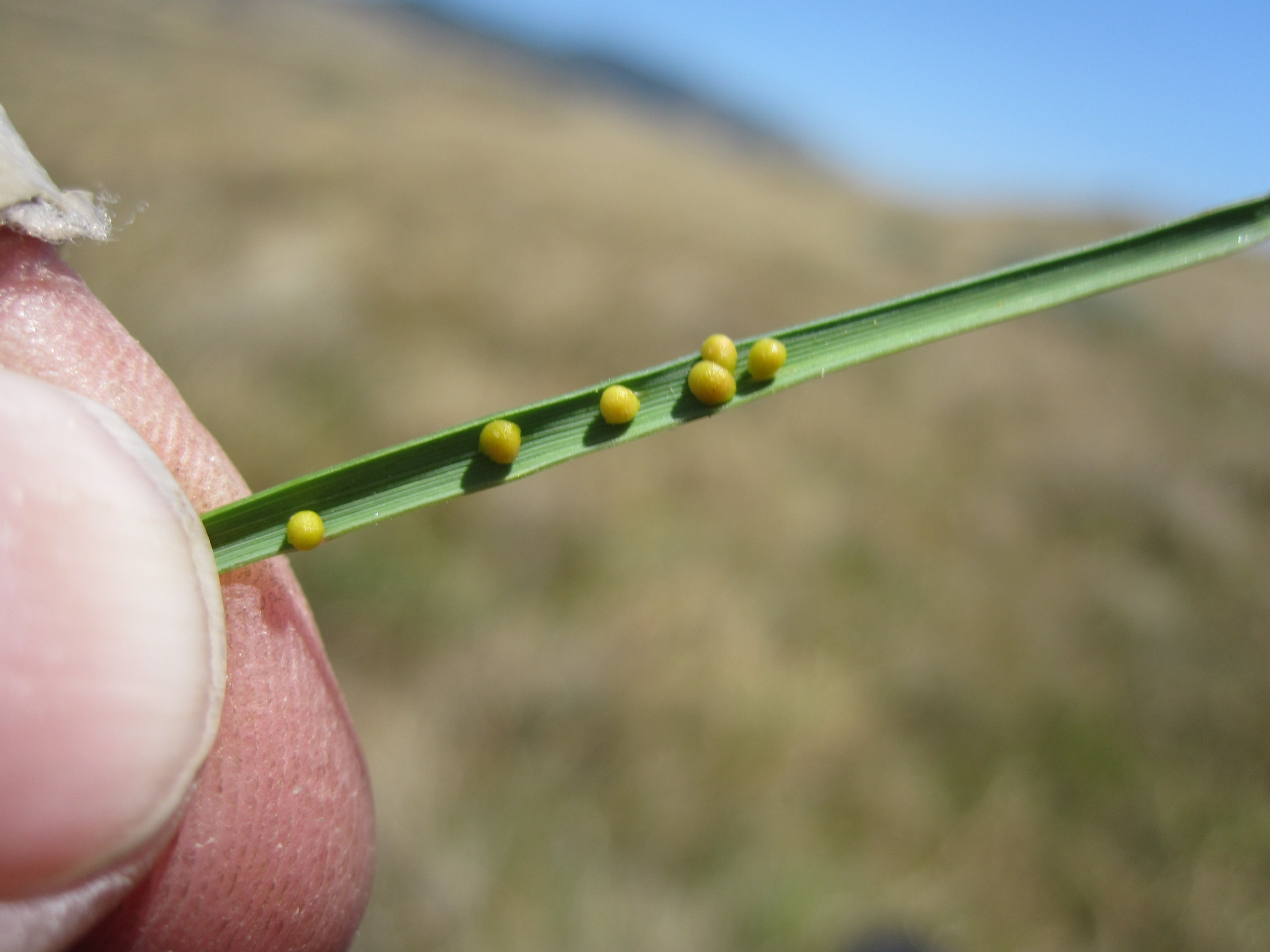 Nematode Galls on California oatgrass with permission