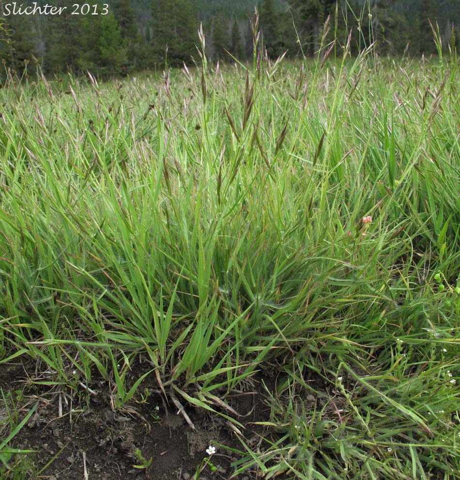 General view of California oatgrass with permission