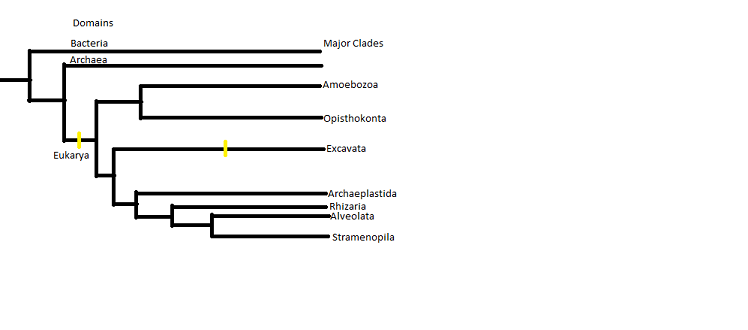 Seven major clades