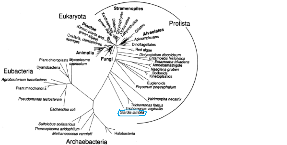 Protista Diversity