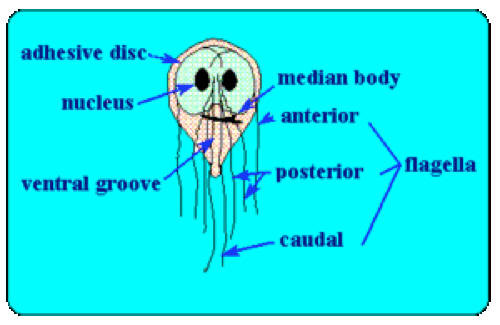 Trophozoite anatomy