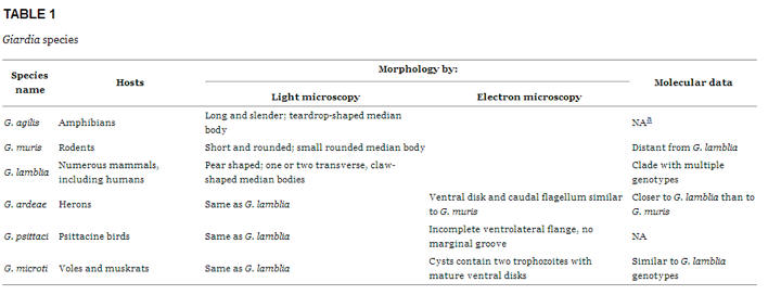 Giardia Species 