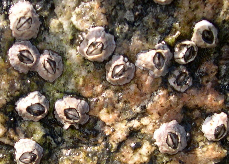 Chthamalus fragilis - "Little Gray Barnacle"