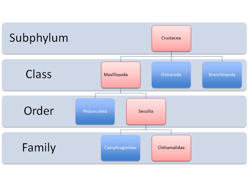 Chthamalus fragilis Classification