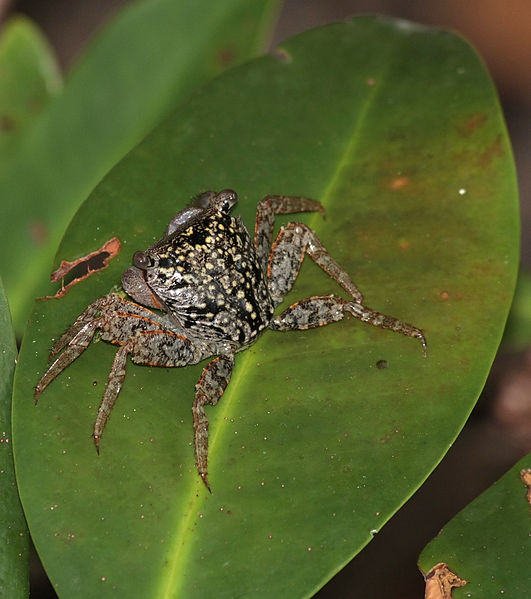 Aratus pisonii on a leaf. Used under the crative commons license.  From wikimedia commons and taken by Ianaré Sévi.