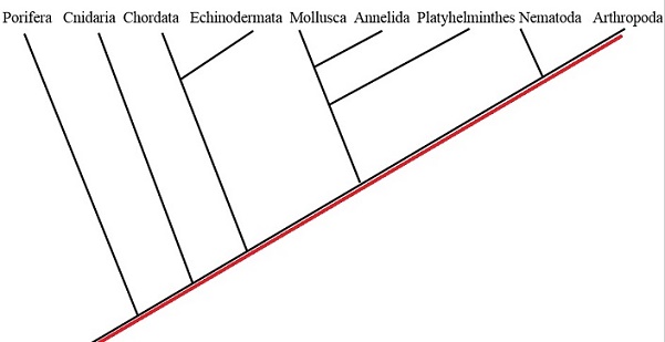 Phylagenetic tree for the animal phyla.