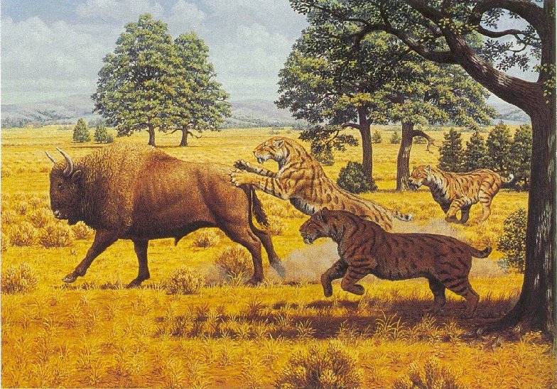 Smilodon fatalis hunting bison