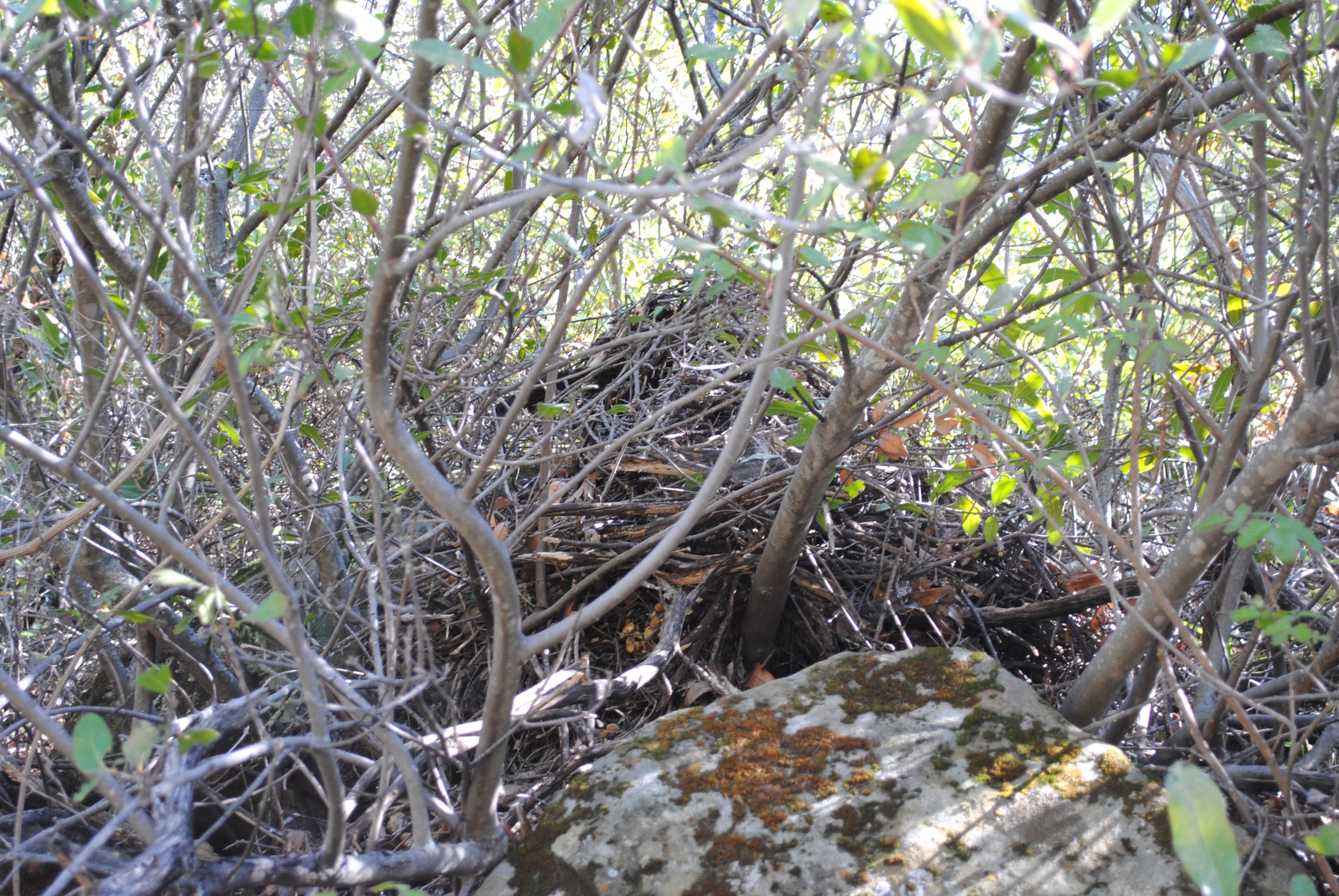 a wood rats complex home built from sticks.