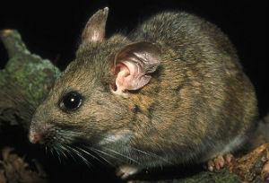 Dusky-footed woodrat.