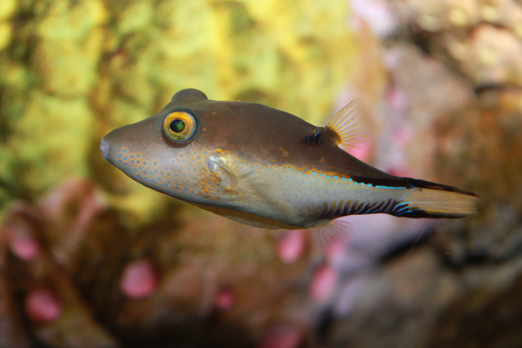 Canthigaster rostrata deflated, from creative commons, by Brian Gratwicke.jpg