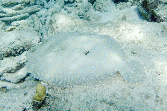 Peacock flounder camouflaging to a light background, from creative commons, photo by Paul Asman and Jill Lenoble