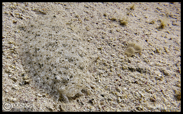 Peacock flounder camouflaging to multi-colored pebbles, from creative commons, photo by Jean-Loup Castaigne