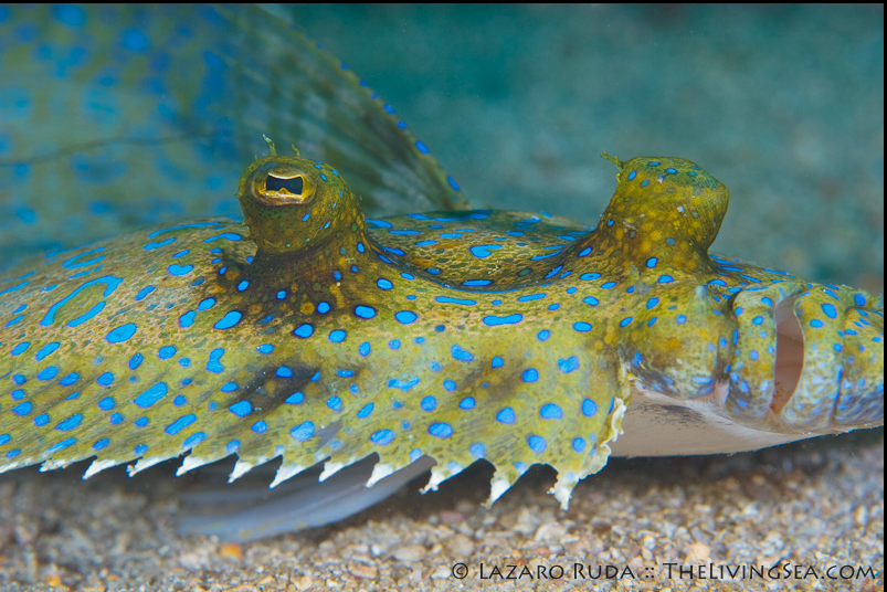 Peacock flounder checking out the ocean floor, used with permission, photo by Lazaro Ruda