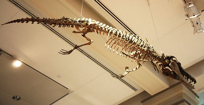 http://commons.wikimedia.org/wiki/File:Maiacetus_inuus_-_Smithsonian.JPG