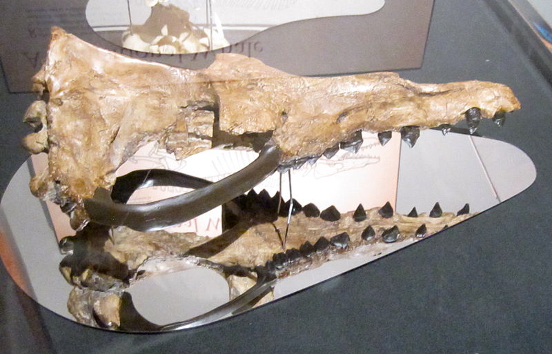 http://commons.wikimedia.org/wiki/File:Rodhocetus_skull.jpg