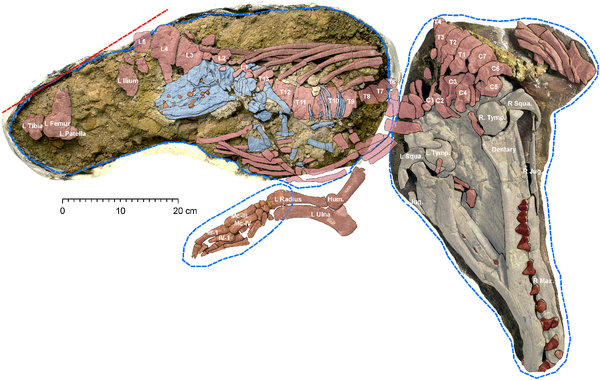 http://www.plosone.org/article/info%3Adoi%2F10.1371%2Fjournal.pone.0004366#pone-0004366-g015