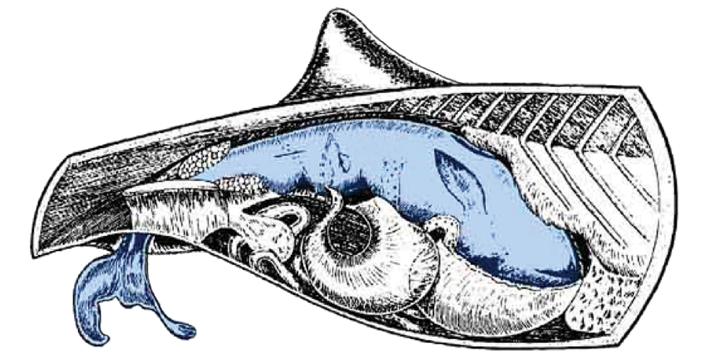 http://www.plosone.org/article/info%3Adoi%2F10.1371%2Fjournal.pone.0004366#pone-0004366-g015