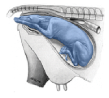 http://www.plosone.org/article/info%3Adoi%2F10.1371%2Fjournal.pone.0004366#pone-0004366-g015