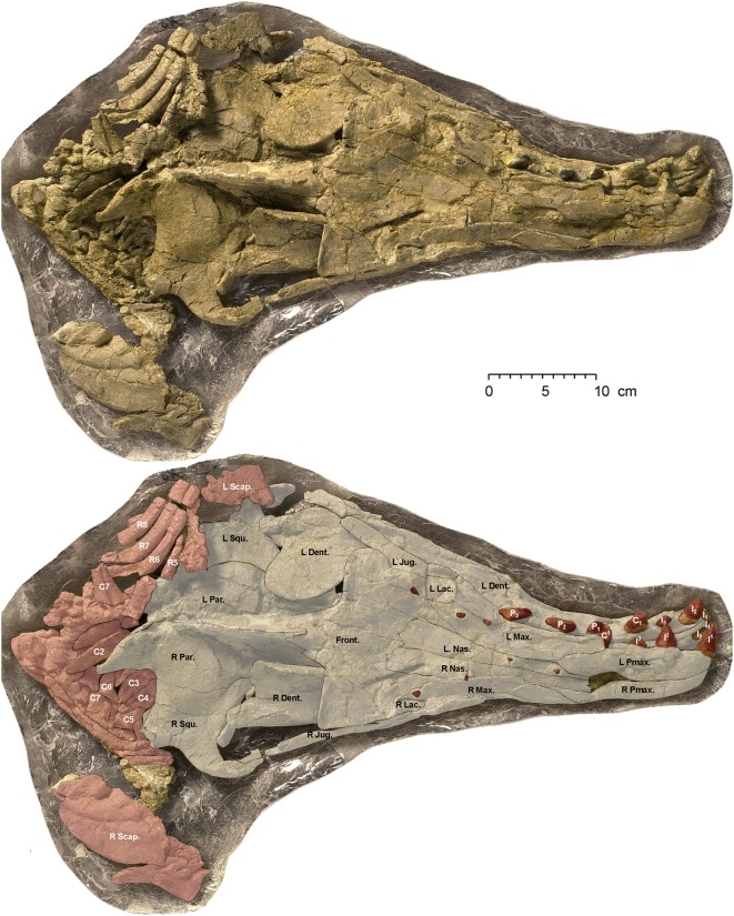 http://www.plosone.org/article/info%3Adoi%2F10.1371%2Fjournal.pone.0004366#pone-0004366-g015