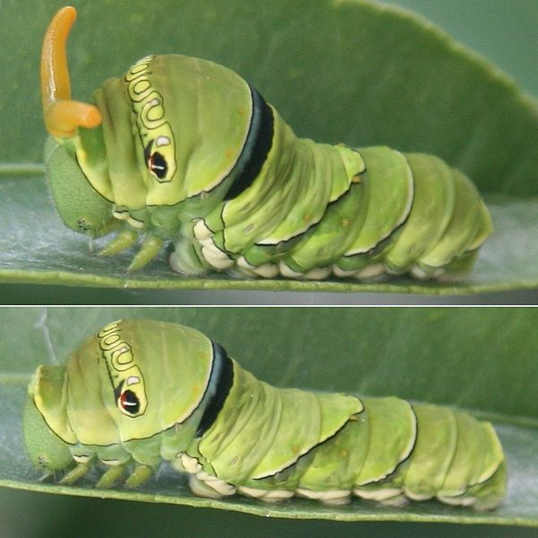 Papilio xuthus with osmeterium ejected versus not ejected