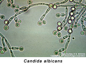 Yeast Cell