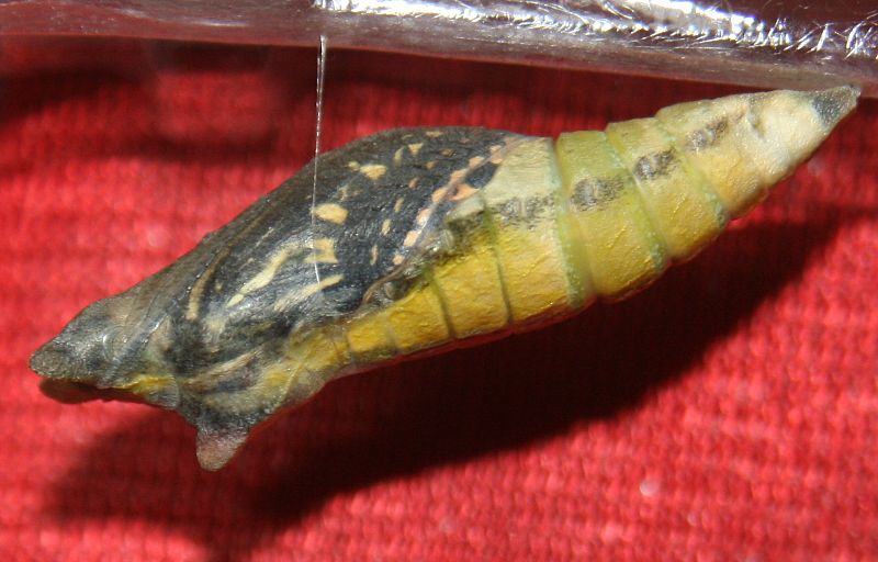 Pupa of Papilio xuthus