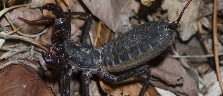 Mastigoproctus giganteus. Used with permission. (c) Bryan E. Reynolds.