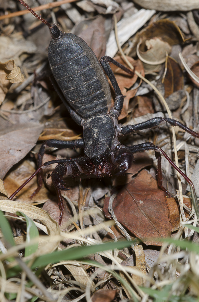 Mastigoproctus giganteus preparing to spray. Used with Permission. (c) Bryan E. Reynolds 