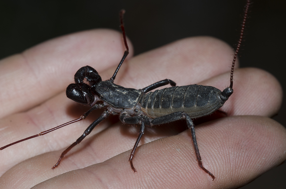 Mastigoproctus giganteus on man's hand. Used with Permission. (c) Bryan E. Reynold