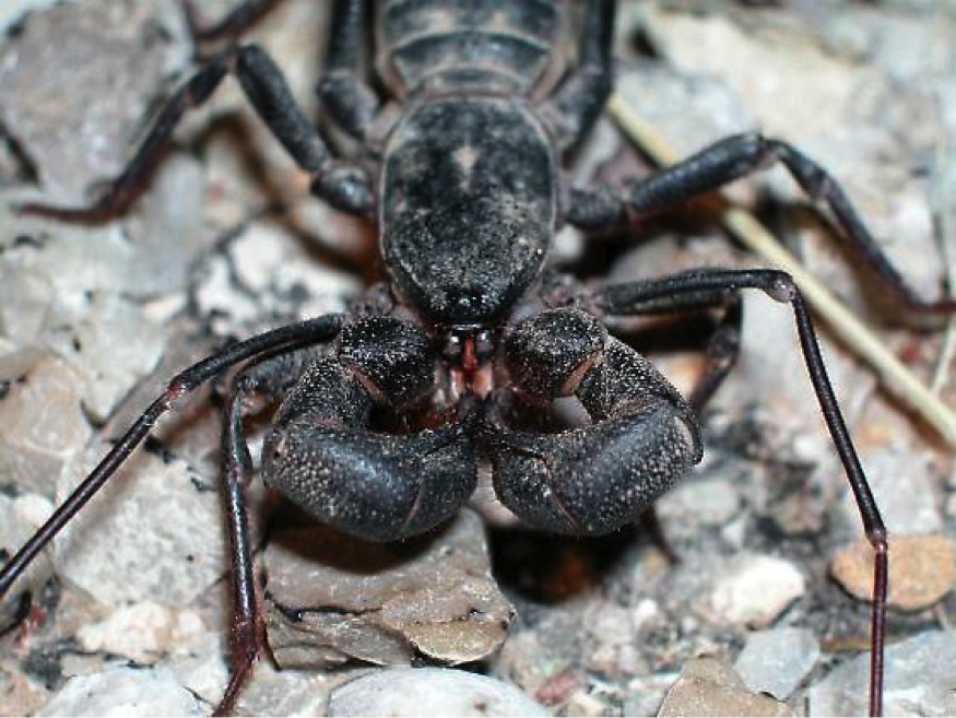 Mastigoproctus giganteus. Used with permission. Copyright © 2005 Aaron Goodwin