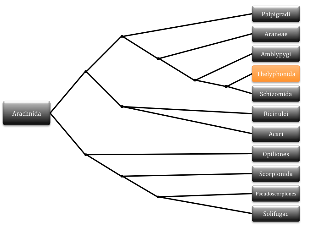 Phylogenetic tree of Arachnids. Tree created by Jacob Faultersack. Information for tree from Tree of Life Web Project.